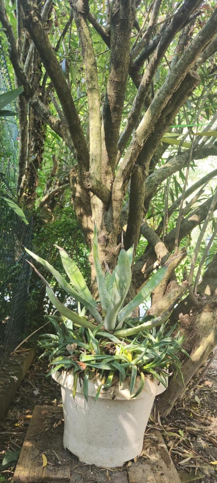 Villaluigia - Oasi Le Palme ปาโดวา ภายนอก รูปภาพ