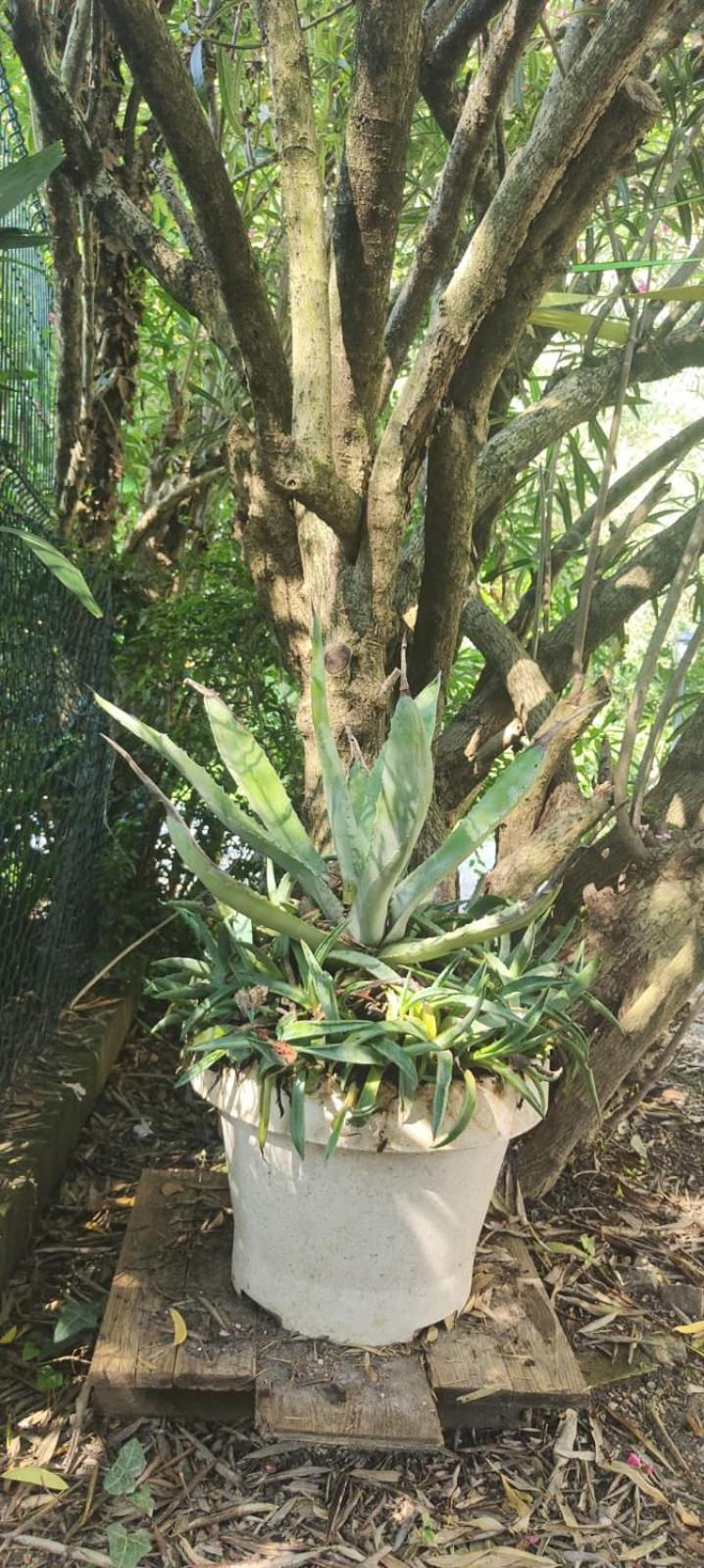 Villaluigia - Oasi Le Palme ปาโดวา ภายนอก รูปภาพ